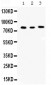 Anti-Cyclin T1 Picoband Antibody
